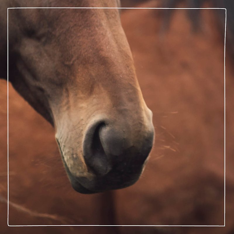Närbild på en brun hästs nos. 